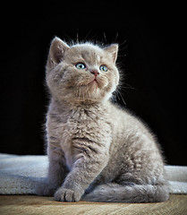 Image showing portrait of british short hair kitten