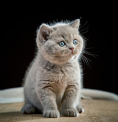 Image showing portrait of british short hair kitten