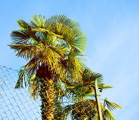 Image showing Retro look Palm tree