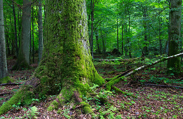 Image showing Huge old oak tree moss wrapped
