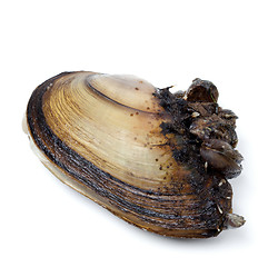 Image showing Anodonta (river mussels) overgrown on white background