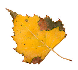 Image showing Yellowed autumn leaf of birch