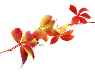 Image showing Red autumn twig of grapes leaves 