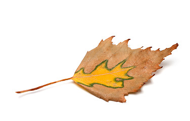 Image showing Autumn birch leaf on white background