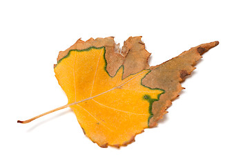 Image showing Autumn dried leaf of birch