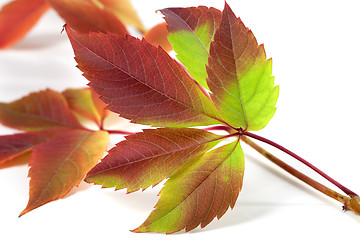 Image showing Multicolor autumnal grapes leaves (Parthenocissus quinquefolia f