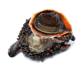 Image showing Veined rapa whelk covered with small mussels