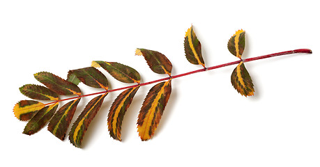 Image showing Multicolor leaves of rowan