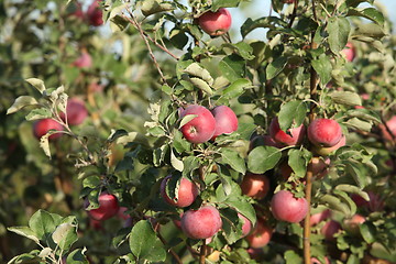 Image showing red apples on branches