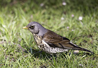 Image showing Small bird on grass
