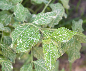 Image showing dirty leaves