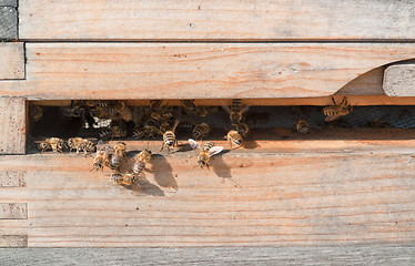 Image showing beehive