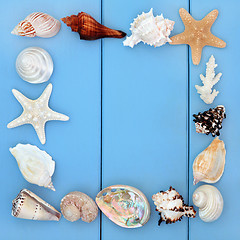 Image showing Seashell Beauties