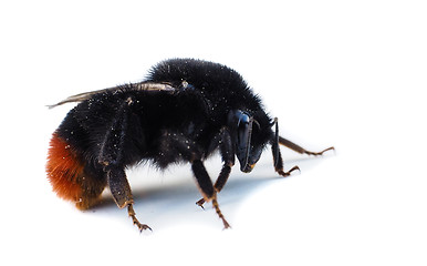 Image showing Orange and black colored bumblebee isolated on white