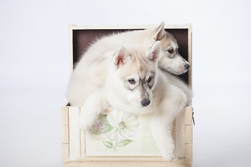 Image showing Siberian Husky dogs