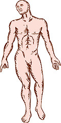 Image showing Gross Anatomy Male Standing Woodcut