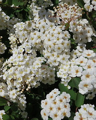 Image showing Spiraea Vanhouttei