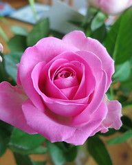 Image showing Pink Rose