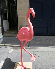 Image showing Flamingo