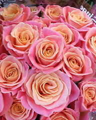 Image showing Beautiful Roses