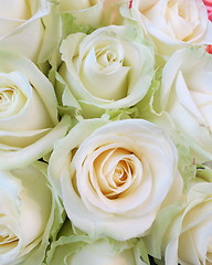 Image showing Beautiful Roses