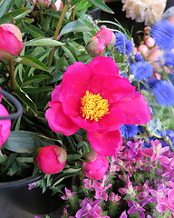 Image showing Flowers for sale in Paris