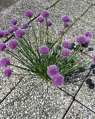 Image showing Chive with flowers