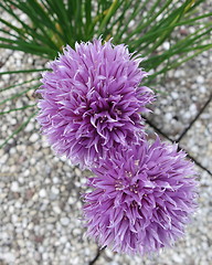 Image showing Chive flowers