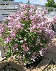 Image showing Lilac bush