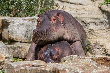 Image showing Hippo resting on another hippo