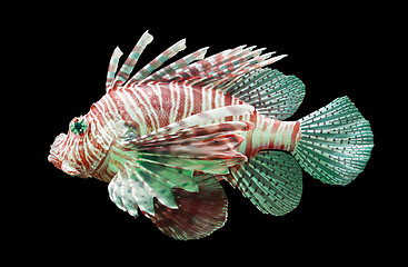 Image showing Pterois volitans, Lionfish - Isolated on black