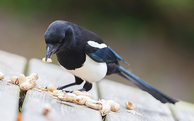 Image showing European Magpie (pica pica)