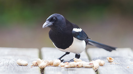 Image showing European Magpie (pica pica)