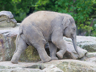 Image showing Happy baby elephant