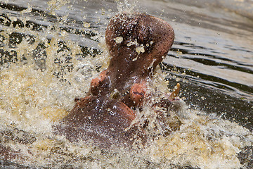 Image showing Hippo (Hippopotamus amphibius) 