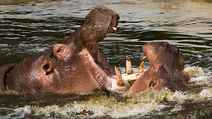 Image showing Two fighting hippos (Hippopotamus amphibius)