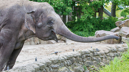 Image showing Elephant reaching for the fresh green bushes