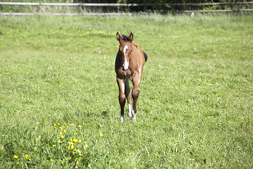 Image showing young foal