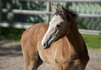 Image showing Holsteiner gray foal