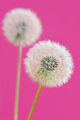 Image showing close up of dandelion