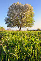 Image showing  single tree in spring 