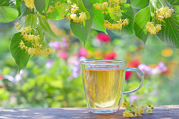 Image showing Linden tea in a glass cup