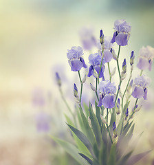 Image showing Iris Flowers