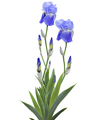 Image showing Iris Flowers