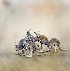 Image showing Kangaroos