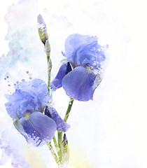 Image showing Iris Flowers Watercolor