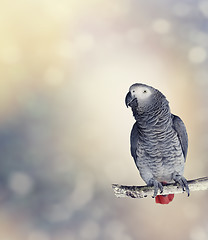 Image showing African Grey Parrot