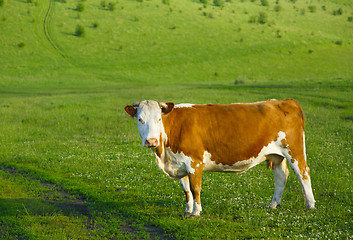 Image showing Cow on a mountain pasture