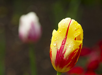 Image showing Yellow-Red Tulip