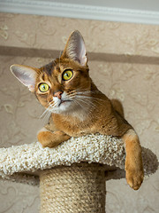 Image showing Abyssinian cat